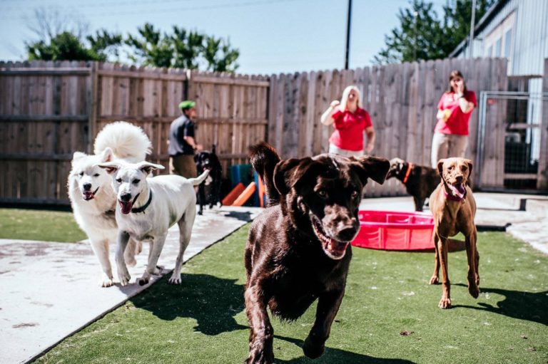 Best Dog Boarding in Ankeny IA and West Des Moines IA