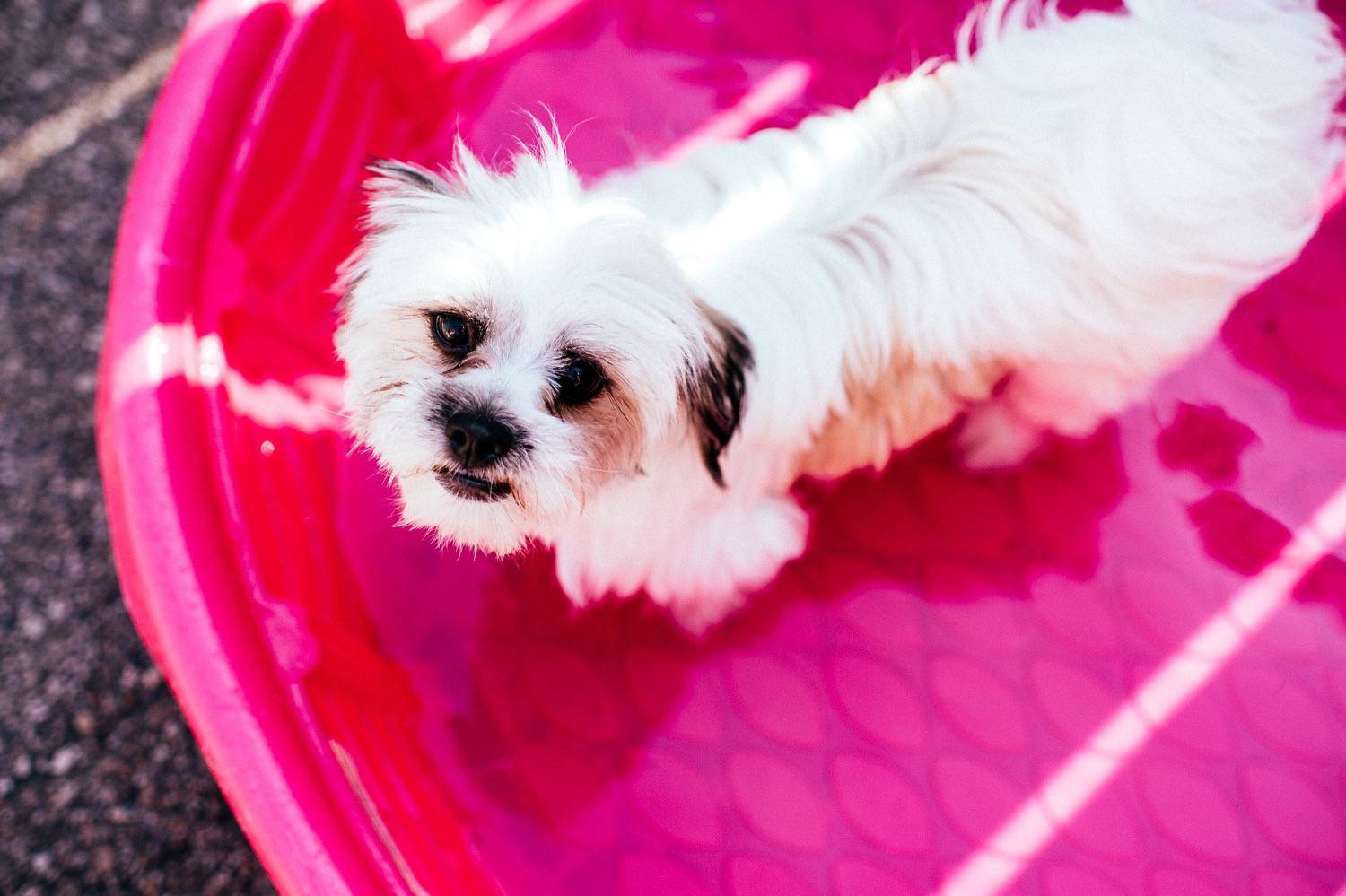 Pet Resort in West Des Moines IA Bark Ave West