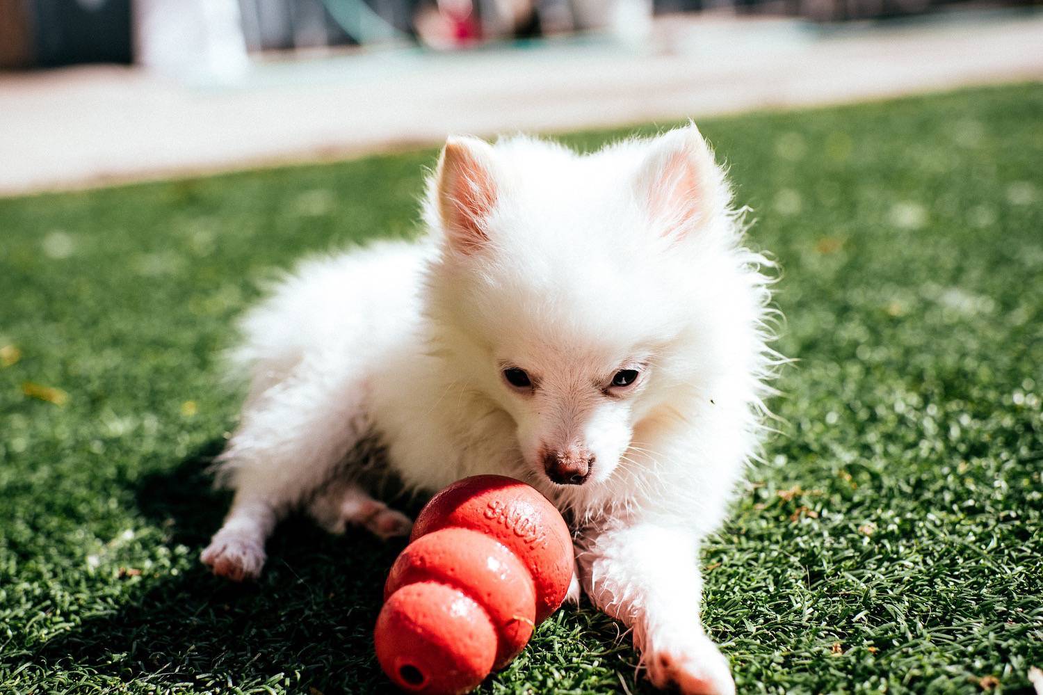 Pet Resort located in Ankeny IA Ankeny Bark Avenue