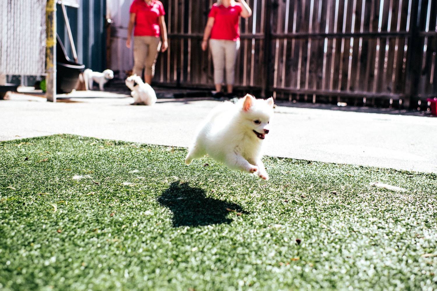 Best Dog Boarding in Ankeny IA and West Des Moines IA