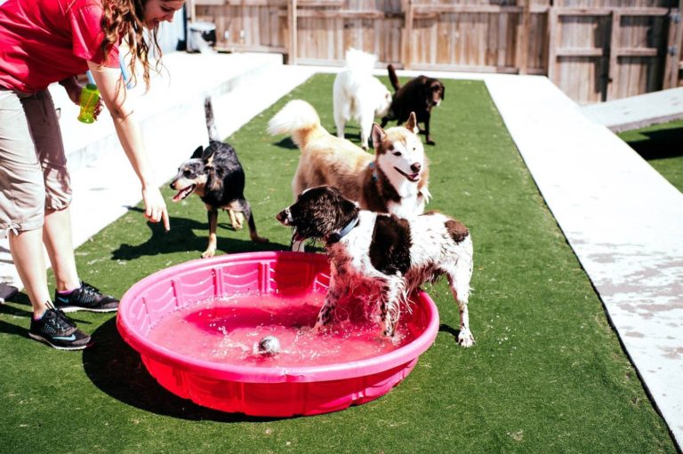 Safe and Fun Dog Daycare in Ankeny IA and West Des Moines IA