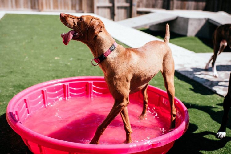 Best Dog Boarding in Ankeny IA and West Des Moines IA