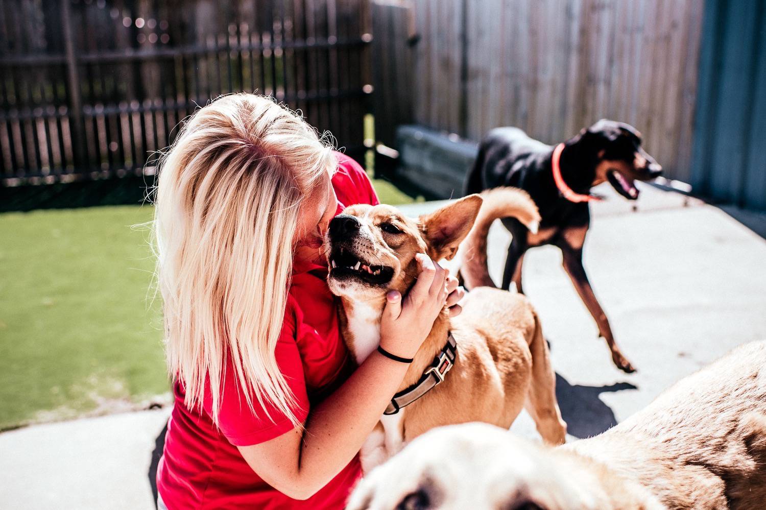 Safe and Fun Dog Daycare in Ankeny IA and West Des Moines IA
