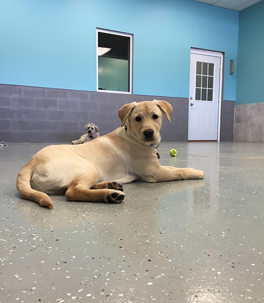 Dogs in the playroom at the Ankeny West Des Moines location