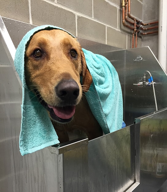 Dog in an Ankeny West Des Moines location bathing tub