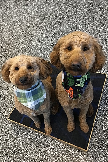 Dogs at Ankeny training graduation