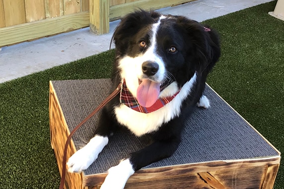 Dog at Ankeny Bark Avenue training graduation