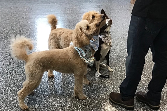 Dogs working with a trainer at Ankeny Bark Avenue