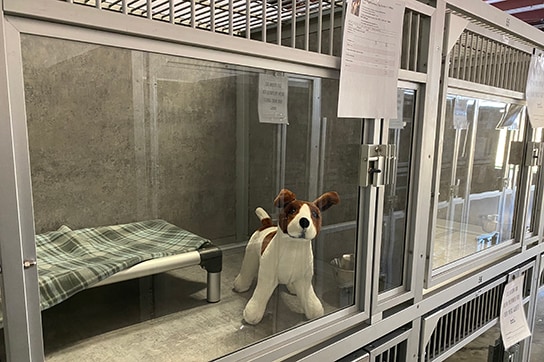 Stuffed dog in Ankeny Waukee location luxury boarding suite