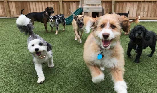 Group of dogs running outside