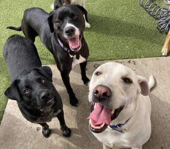 Group of smiling dogs