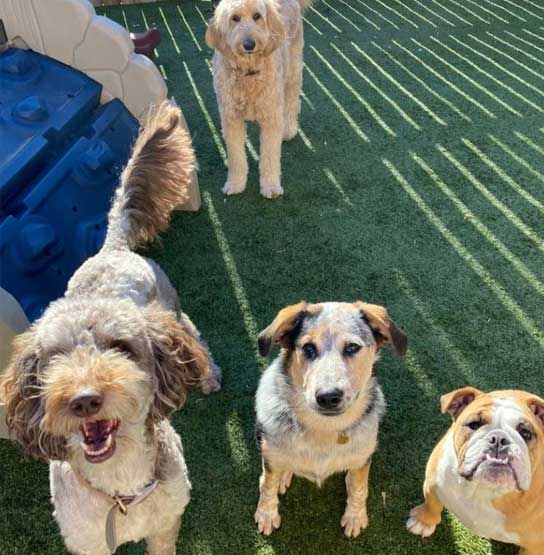 Four dogs in the outdoor space