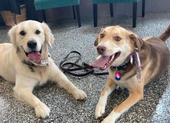 Two happy dogs laying down