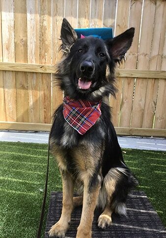 German shepherd mix at training graduation